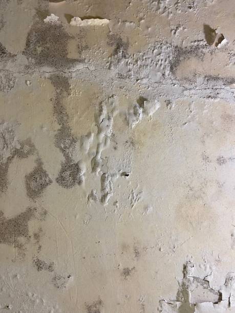 Best Residential Mold Remediation in Tallmadge, OH